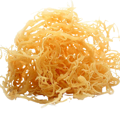Sea Life Moss - gold sea moss - transparent